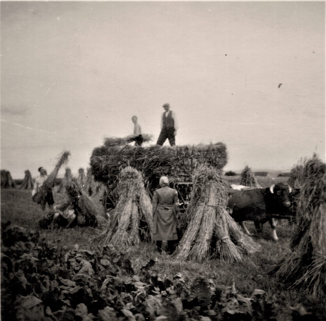 Historisches Rickelrath Feldarbeit