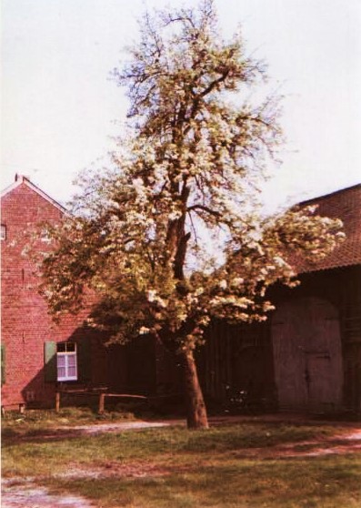 Historisches Rickelrath Hof Tiskens Rickelrath