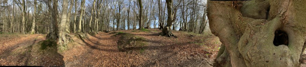 Panorama Wald Molzmühle