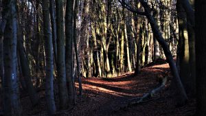 Wald an der Molzmühle