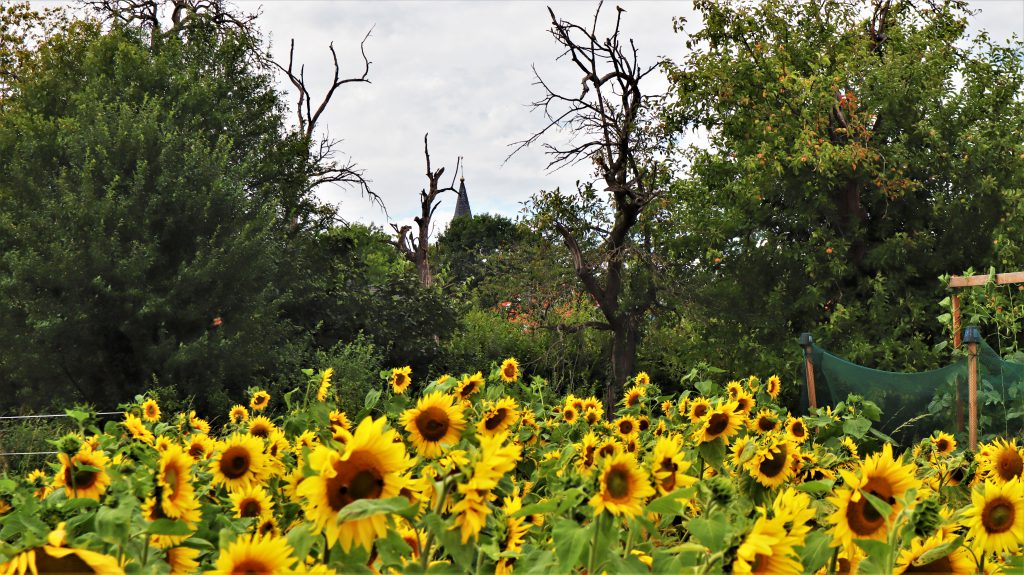 Rickelrath Sonnenblumen